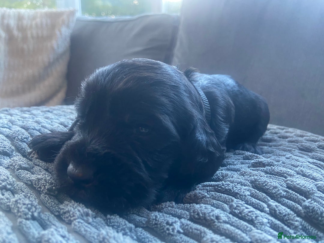 Cocker Spaniel dogs for sale: 10 Gorgeous KC Cocker Spaniel Puppies - Image 17