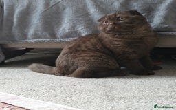Scottish Fold cats for sale: Beautiful brown scottish fold - Image 3