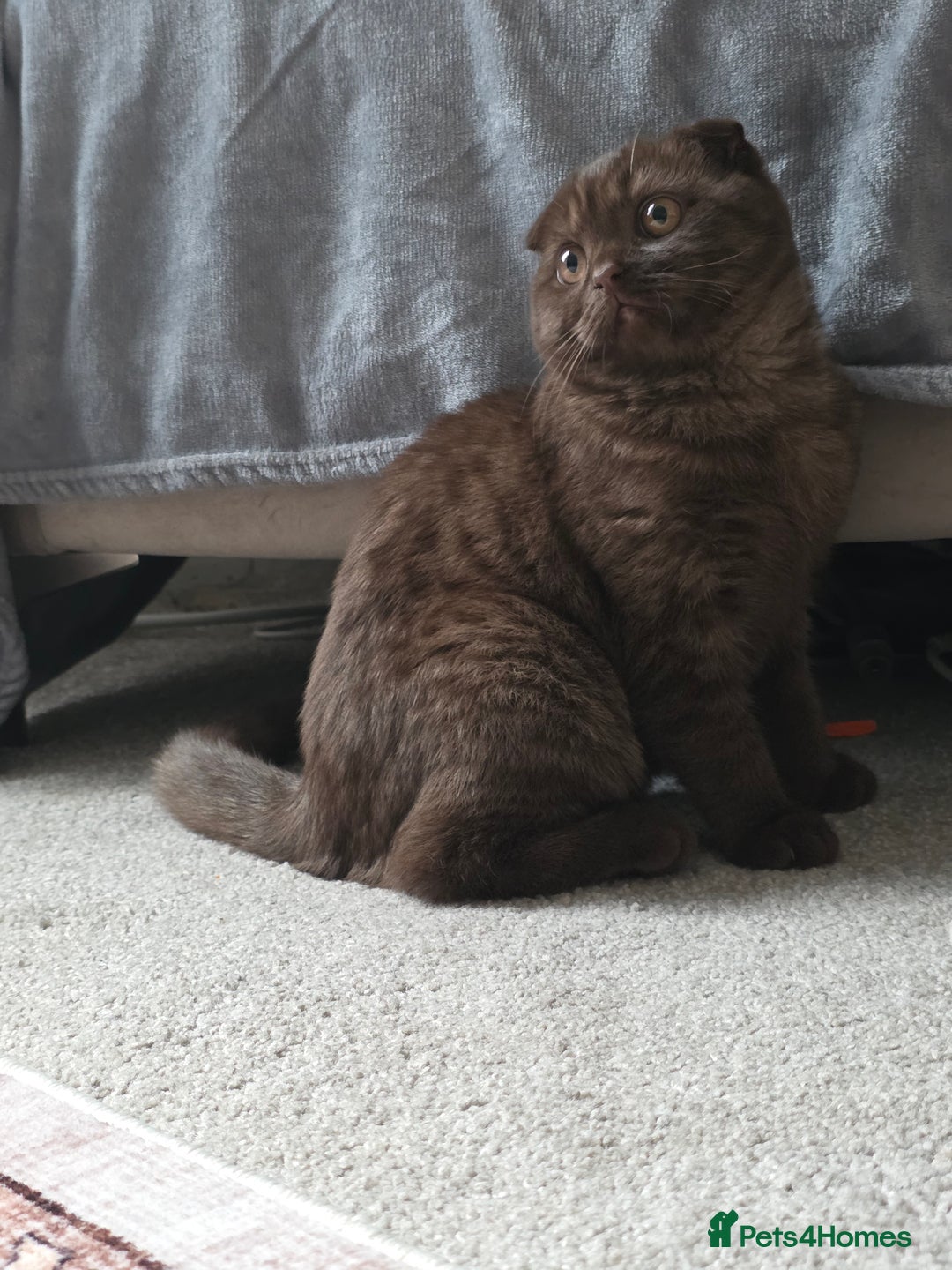 Scottish Fold cats for sale: Beautiful brown scottish fold - Image 3