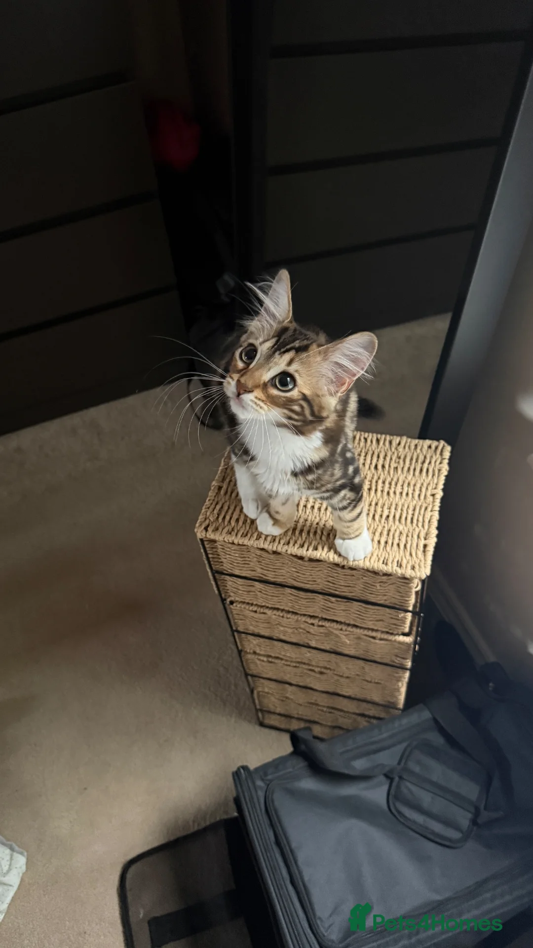 British Shorthair cats for sale: Friendly 13-week-old kitten in Braintree - Advert 4