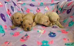 Labrador Retriever dogs for sale: Labrador puppies - Image 15