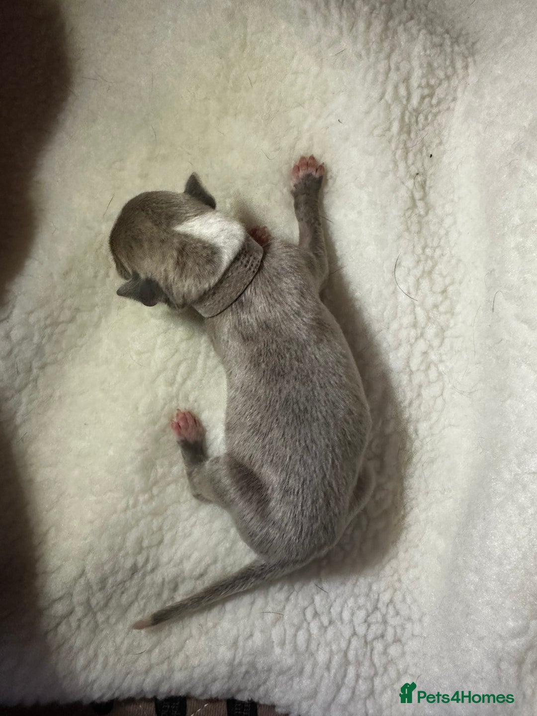 Whippet dogs for sale: Pedigree Purebred Blue and Two Toned Whippets - Image 12