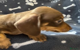 Miniature Dachshund dogs for sale: Stunning Miniature Dachshund Pups - Image 25