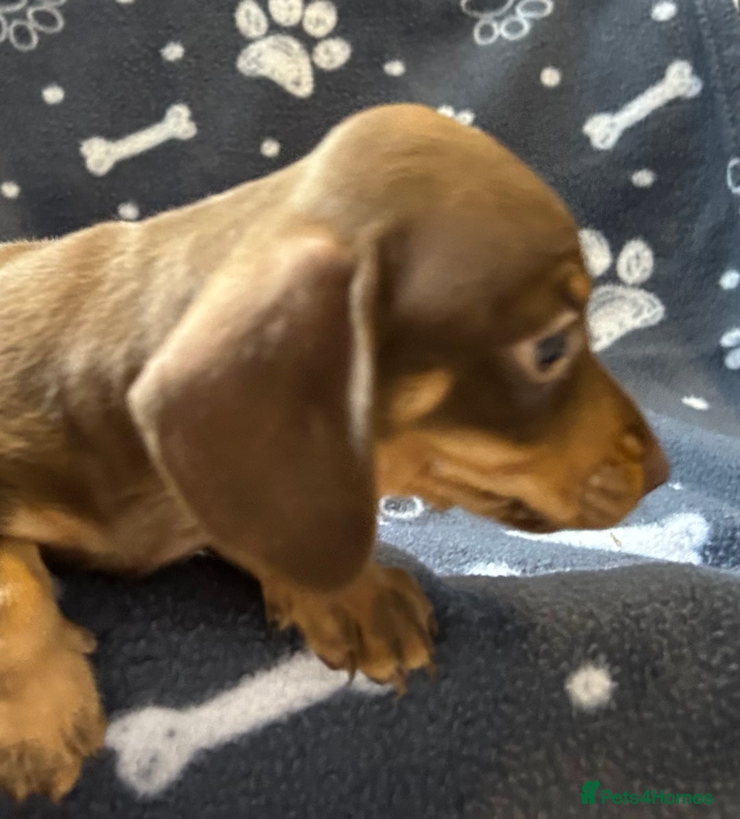 Miniature Dachshund dogs for sale: Stunning Miniature Dachshund Pups - Image 25
