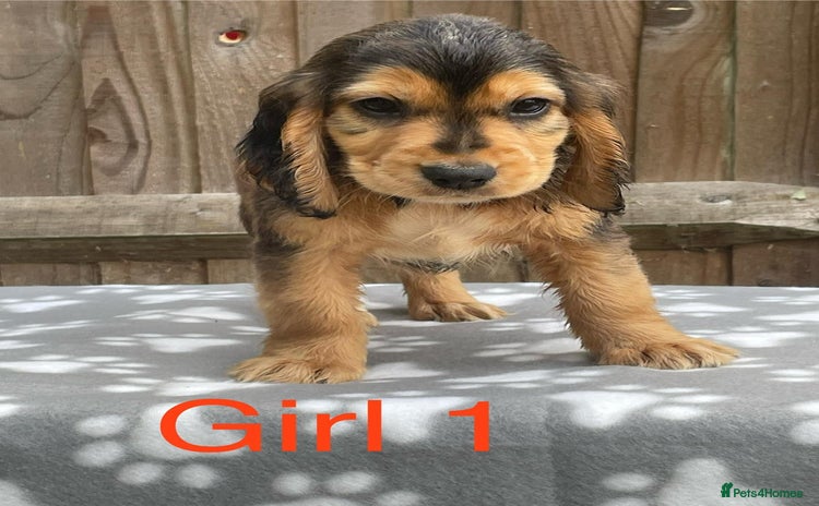 Cocker Spaniel dogs - Advert 16