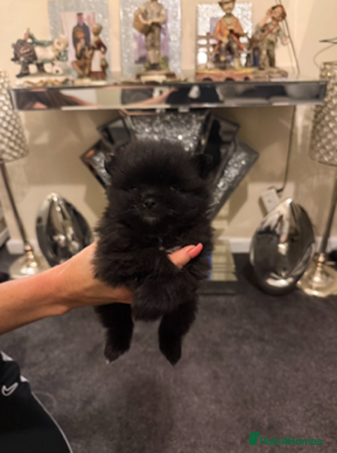 Pomchi dogs for sale: 3 beautiful pomchi - Advert 10