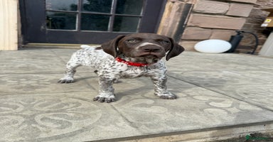 German Shorthaired Pointer dogs - Advert 15