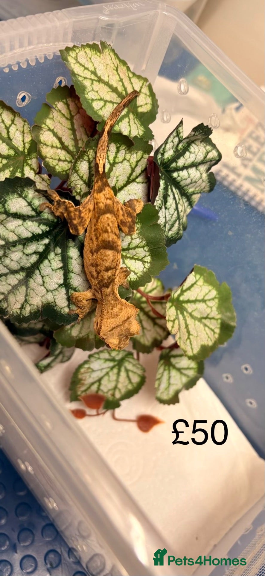 Gecko reptiles Crested Geckos various  - Advert 11