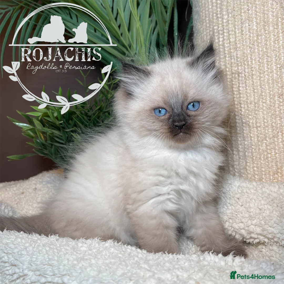 Ragdoll cats for sale: Pedigree Cherubim Blue Mink Ragdoll - Advert 13