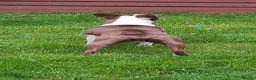 Boston Terrier dogs for stud: Lord Wilson  - Advert 5