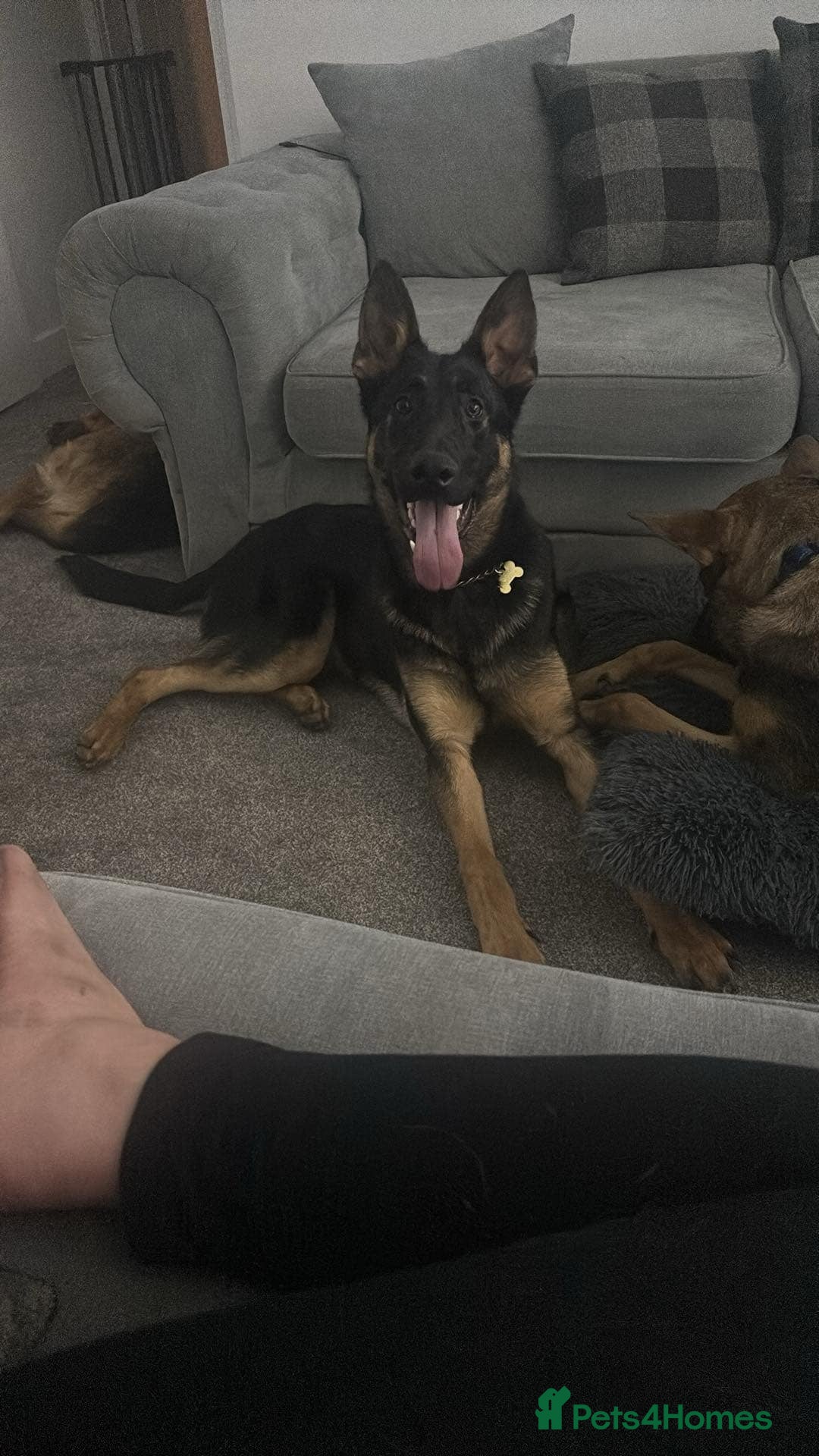 German Shepherd dogs for sale: German sherpard male puppy  - Advert 4