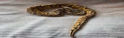 Python Snake reptiles for sale: X2 Royal Pythons for sale, with full set up - Advert 6