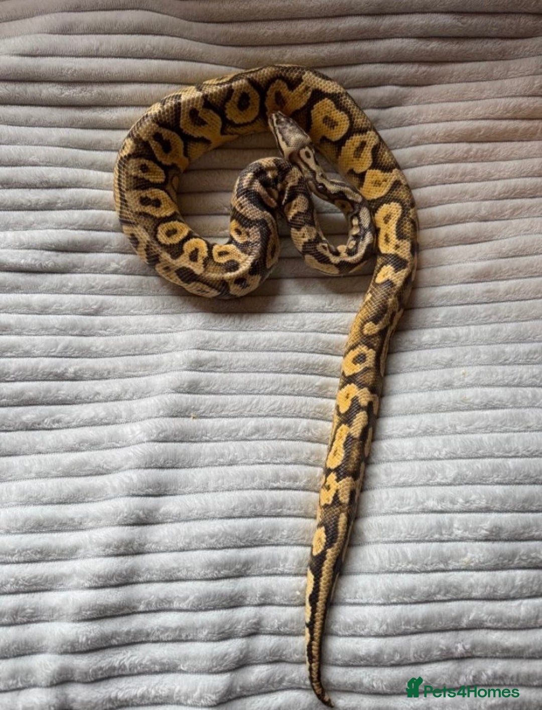 Python Snake reptiles for sale: X2 Royal Pythons for sale, with full set up - Advert 6