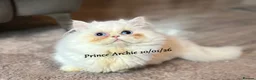 Munchkin cats for sale: Exceptional Quality & Rare Persian Napoleon Minuet - Advert 29