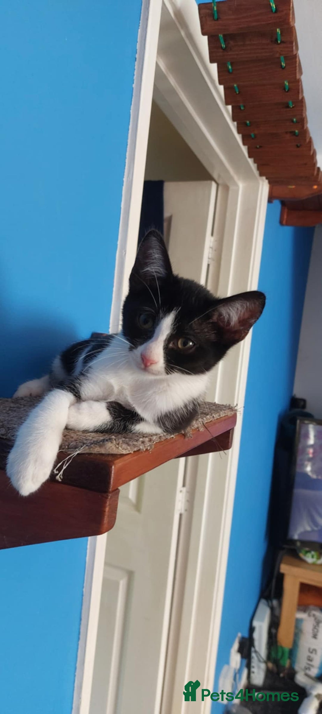 Savannah cats for sale: Playful Savannah F5 Mix Kittens for Loving Homes - Image 32