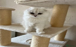 Scottish Fold cats for sale: Scottish Kittens – Fold & Straight – Ready Now - Image 30