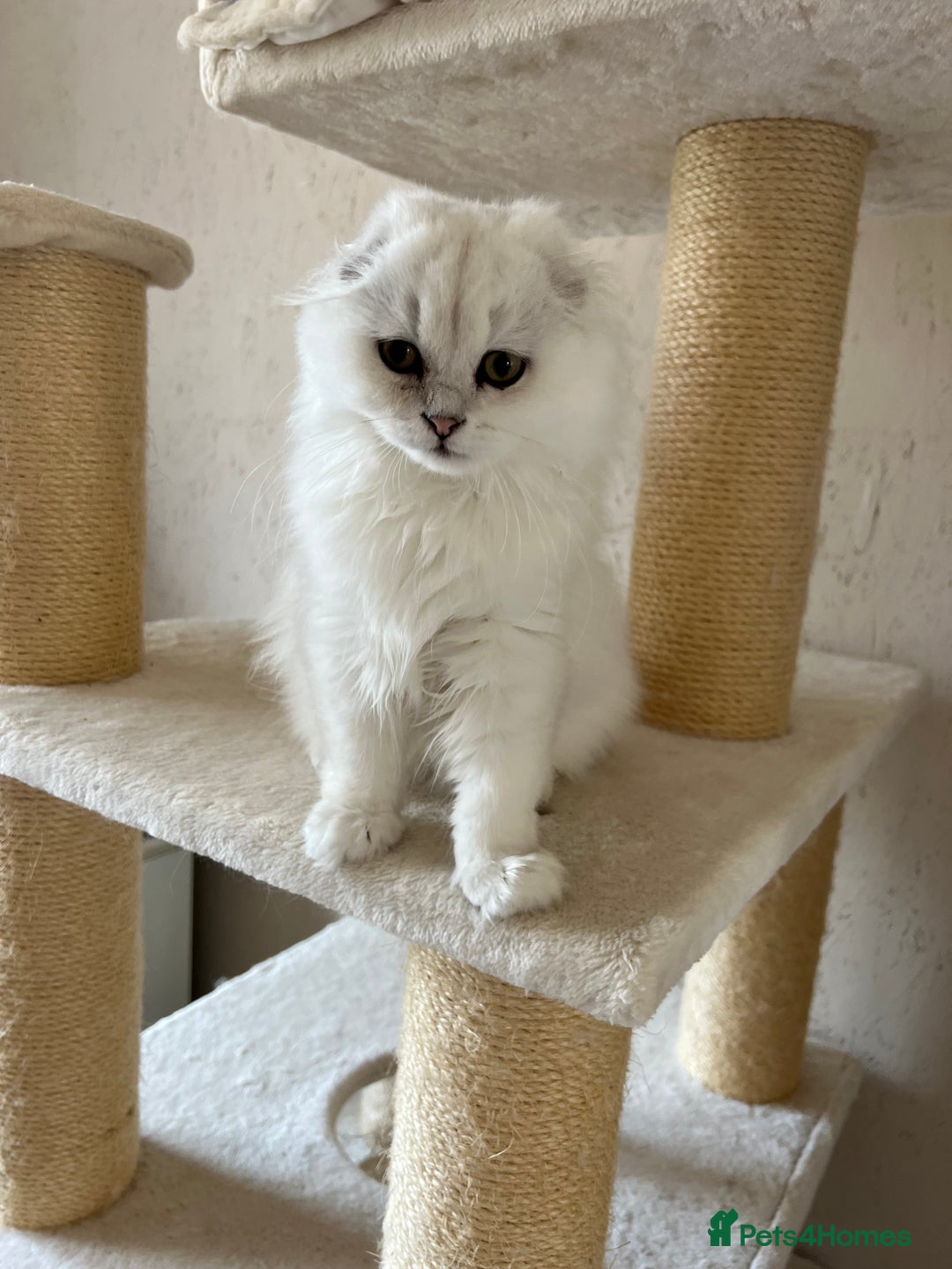 Scottish Fold cats for sale: Scottish Kittens – Fold & Straight – Ready Now - Image 30