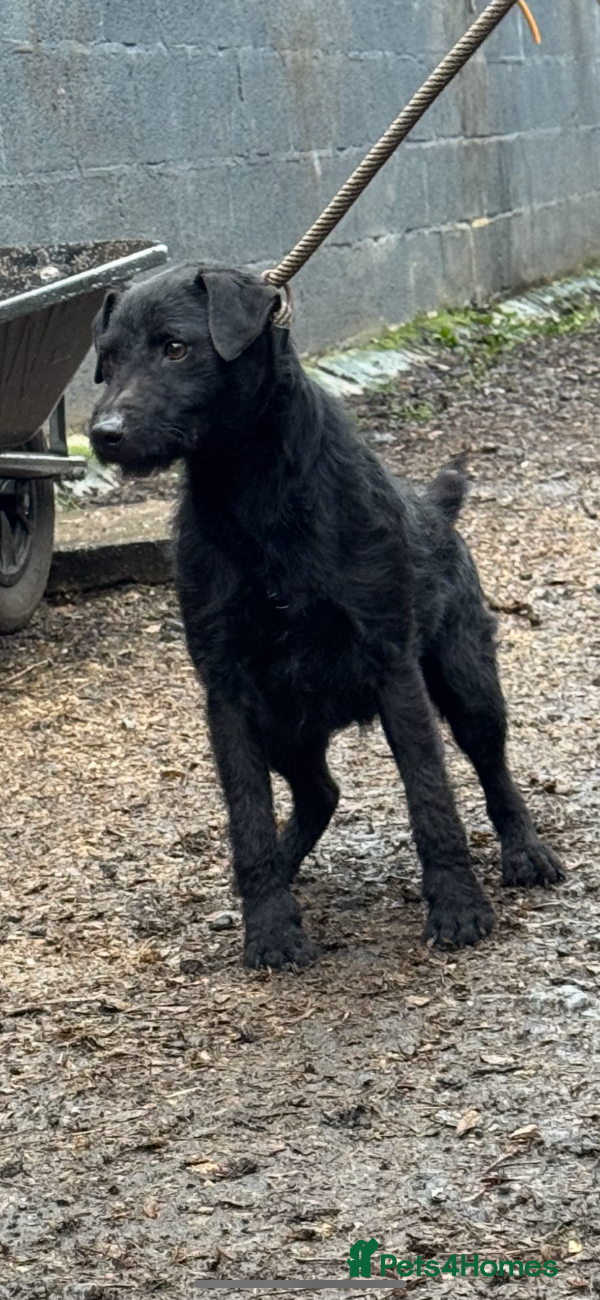 Patterdale Terrier dogs Rough coated patterdale  - Advert 8