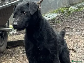Patterdale Terrier dogs Rough coated patterdale - Advert 8