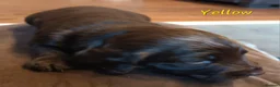 Sproodle dogs for sale: F1 Sproodles 🤎 🐾 - Advert 26