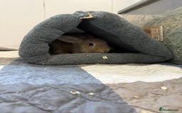 Mixed Breed rabbits for sale: One male rabbit  - Image 2