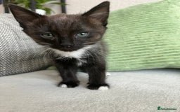 Mixed Breed cats for sale: Beautiful female kitten - Image 1
