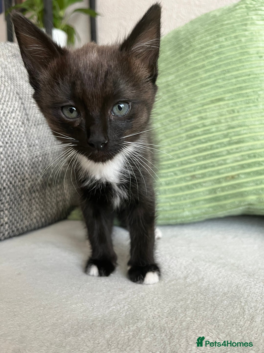 Mixed Breed cats for sale: Beautiful female kitten - Image 1