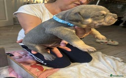 Mixed Breed dogs for sale: Beautiful pups with stunning markings  - Image 5