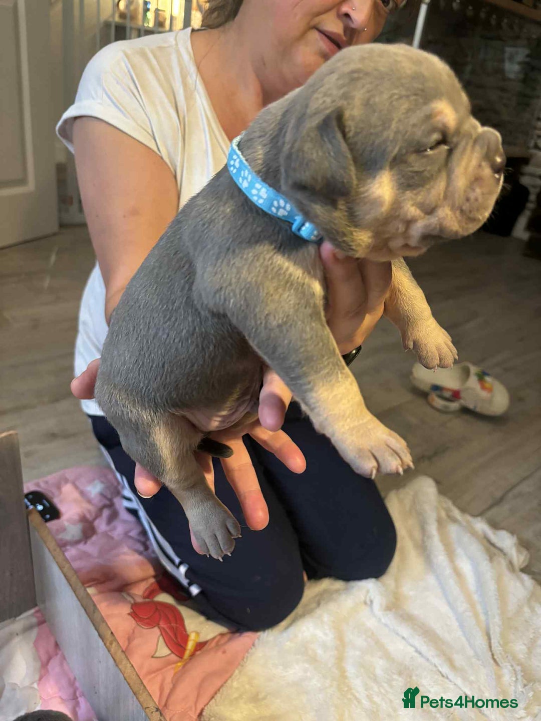 Mixed Breed dogs for sale: Beautiful pups with stunning markings  - Image 5