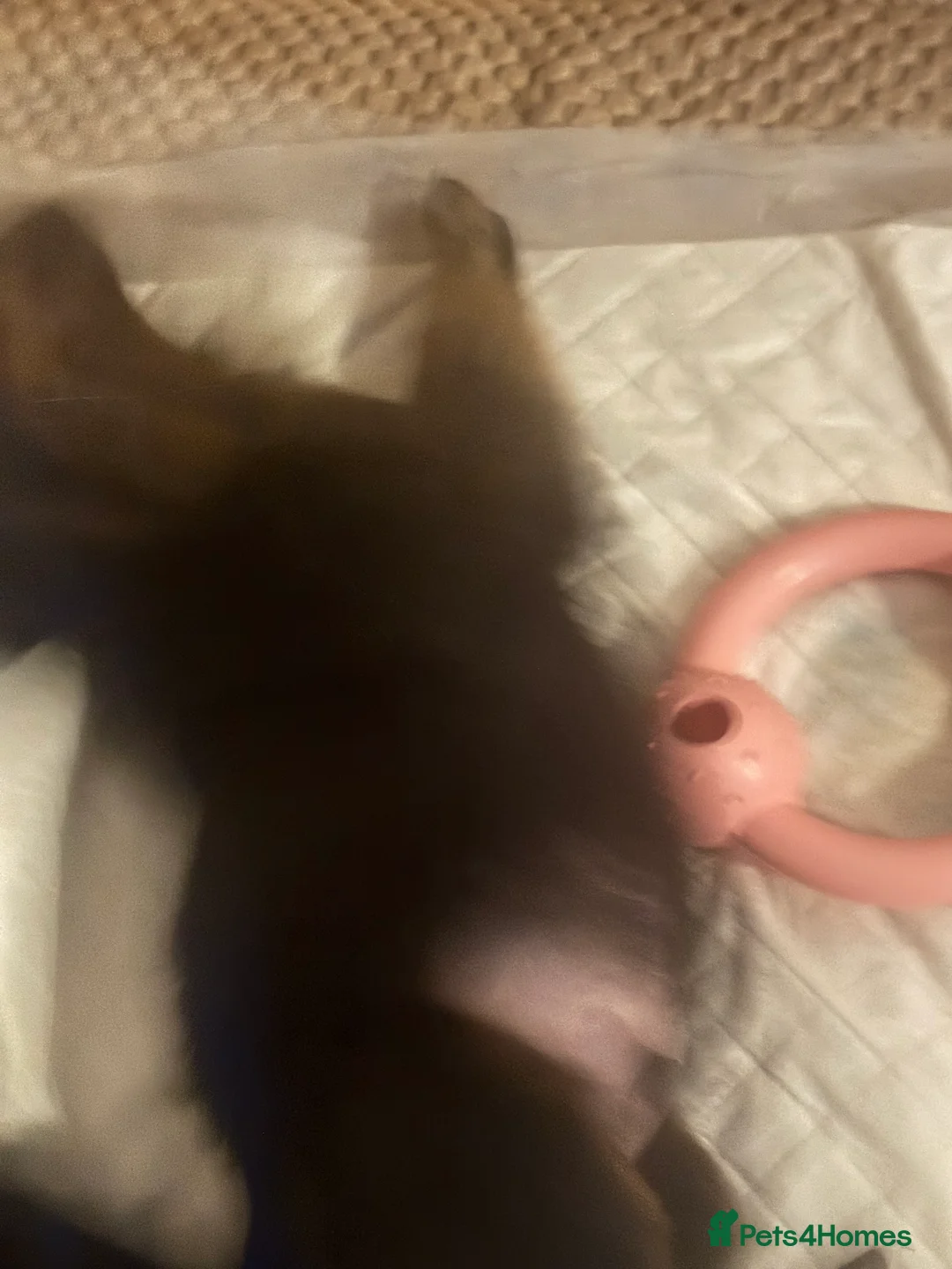 Rottweiler dogs for sale: Rottweiler pups - Advert 14