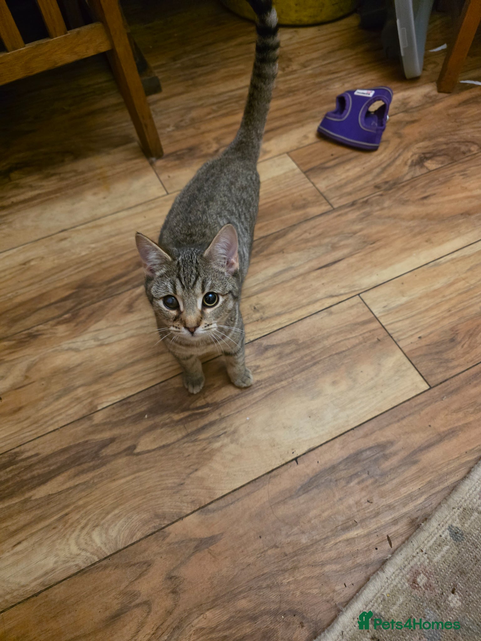 Bengal cats Bengal cross  - Advert 7