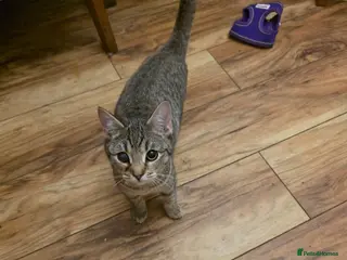 Bengal cats Bengal cross - Advert 7