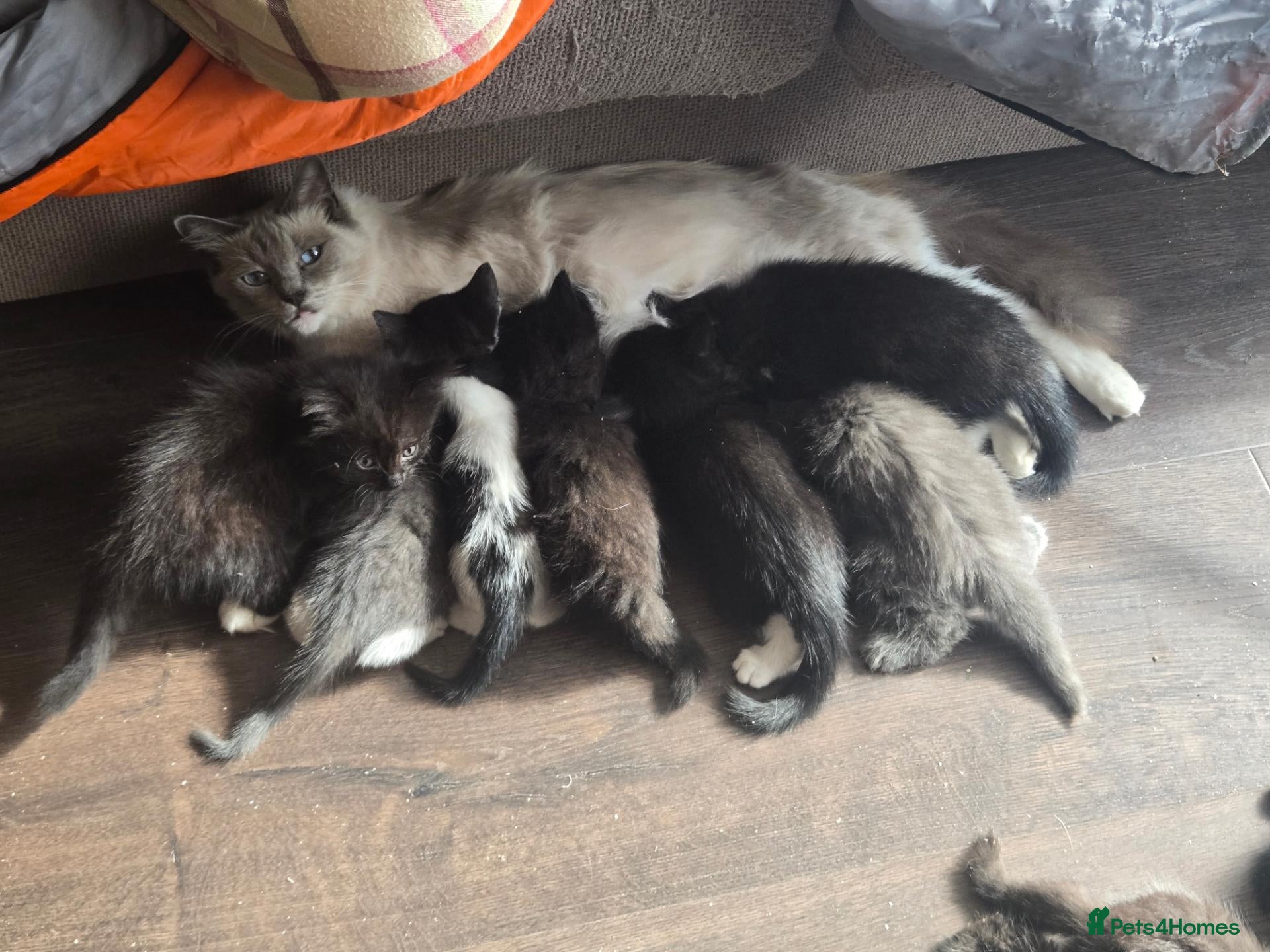 Ragdoll cats for sale: 11 Half-Ragdolls from £100 (READY TO LEAVE) - Advert 2