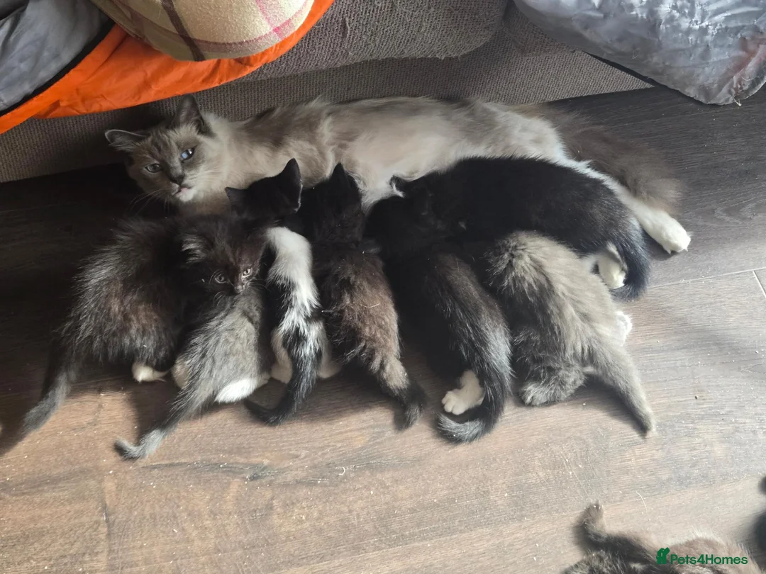 Ragdoll cats for sale: 11 Half-Ragdolls from £100 (READY TO LEAVE) - Advert 2