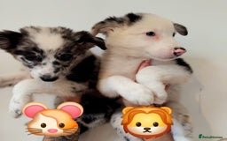Border Collie dogs for sale: Stunning litter of blue merle border collies - Image 18