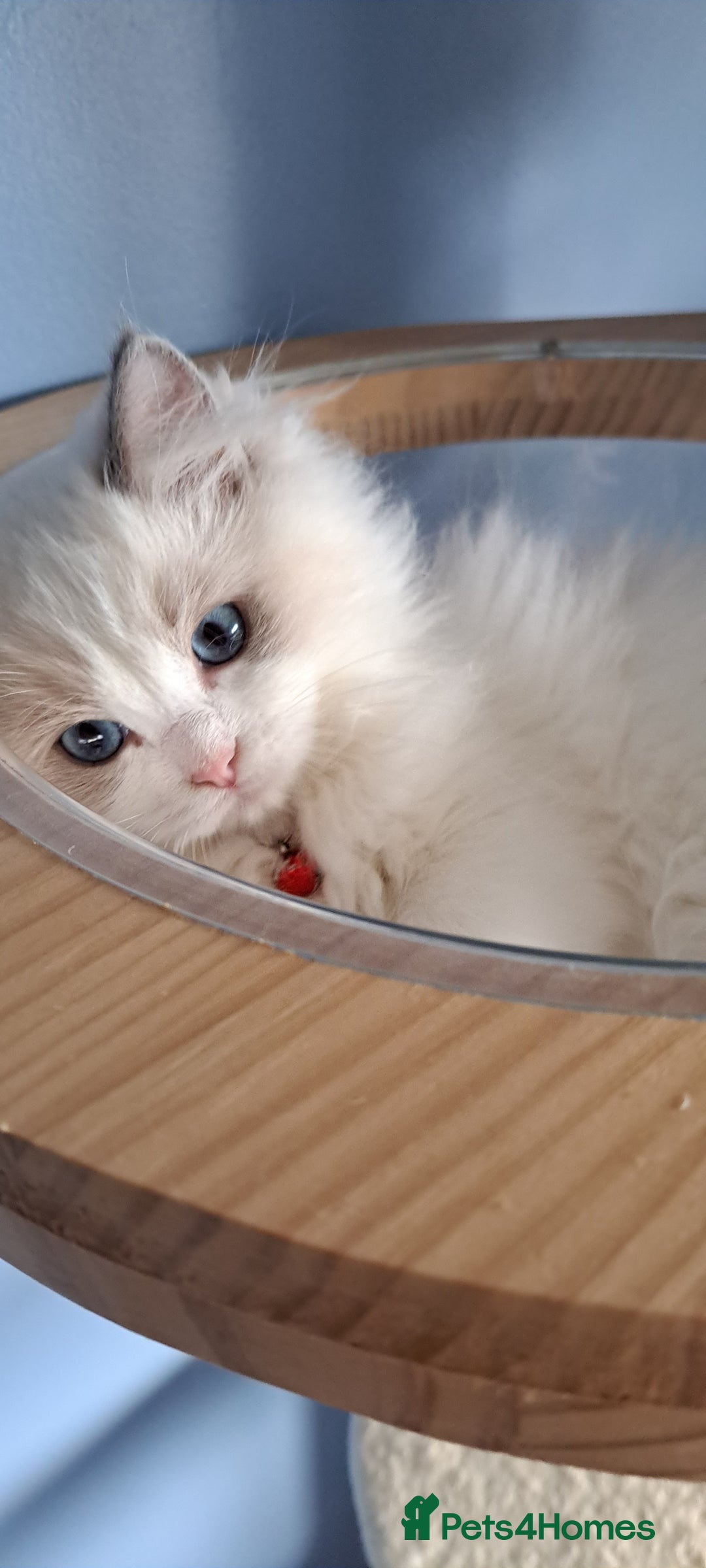 Ragdoll cats for sale: Pure Breed GCCF REG beautiful kittens - Advert 7