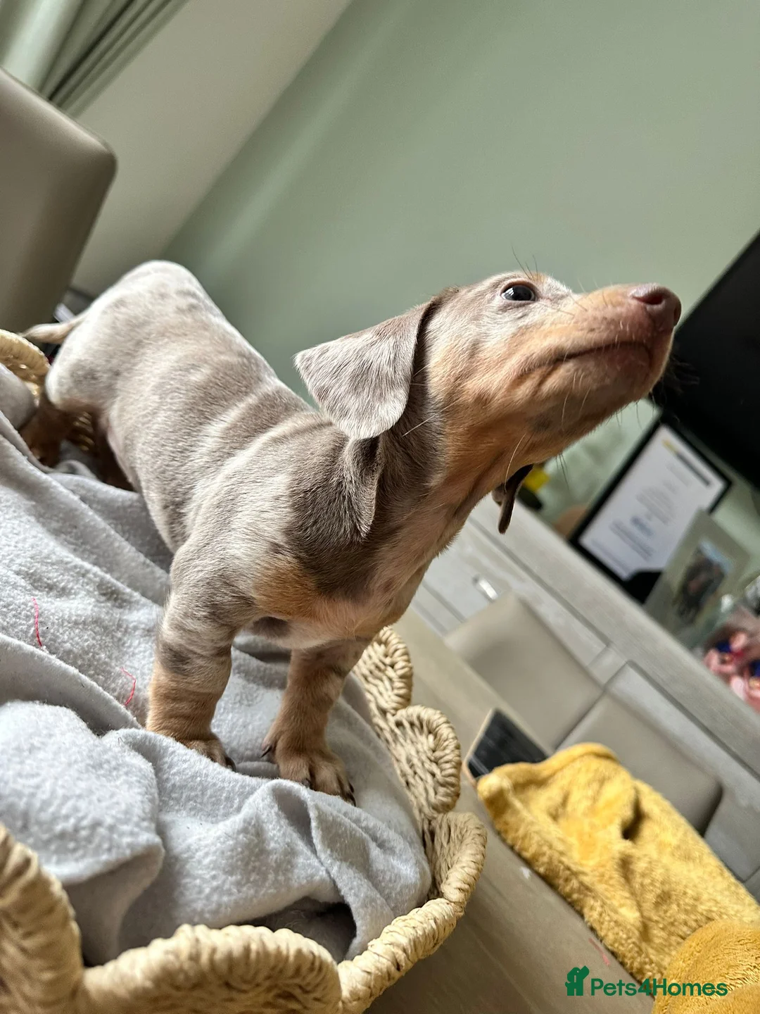 Dachshund dogs for sale: Beautiful Daches  - Advert 9