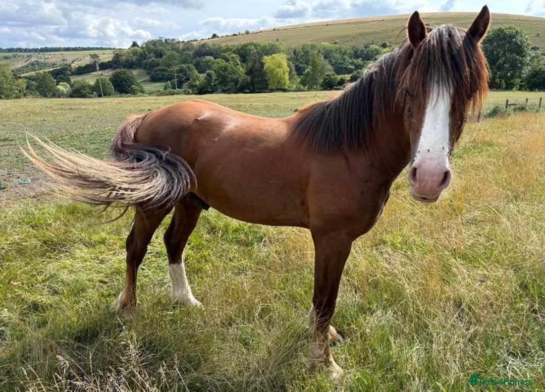 Welsh Section D horses for sale: Urgent sale - Image 1
