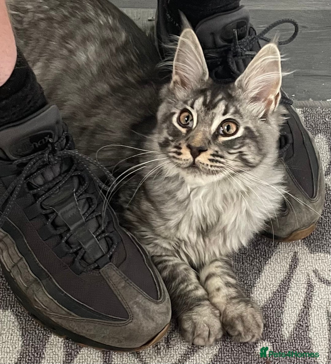 Maine Coon cats for sale: Male Mainecoon - Image 7