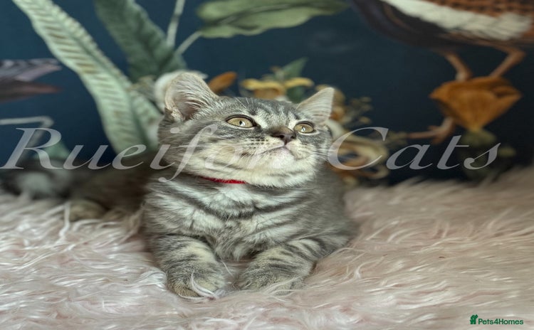 British Shorthair cats - Advert 5