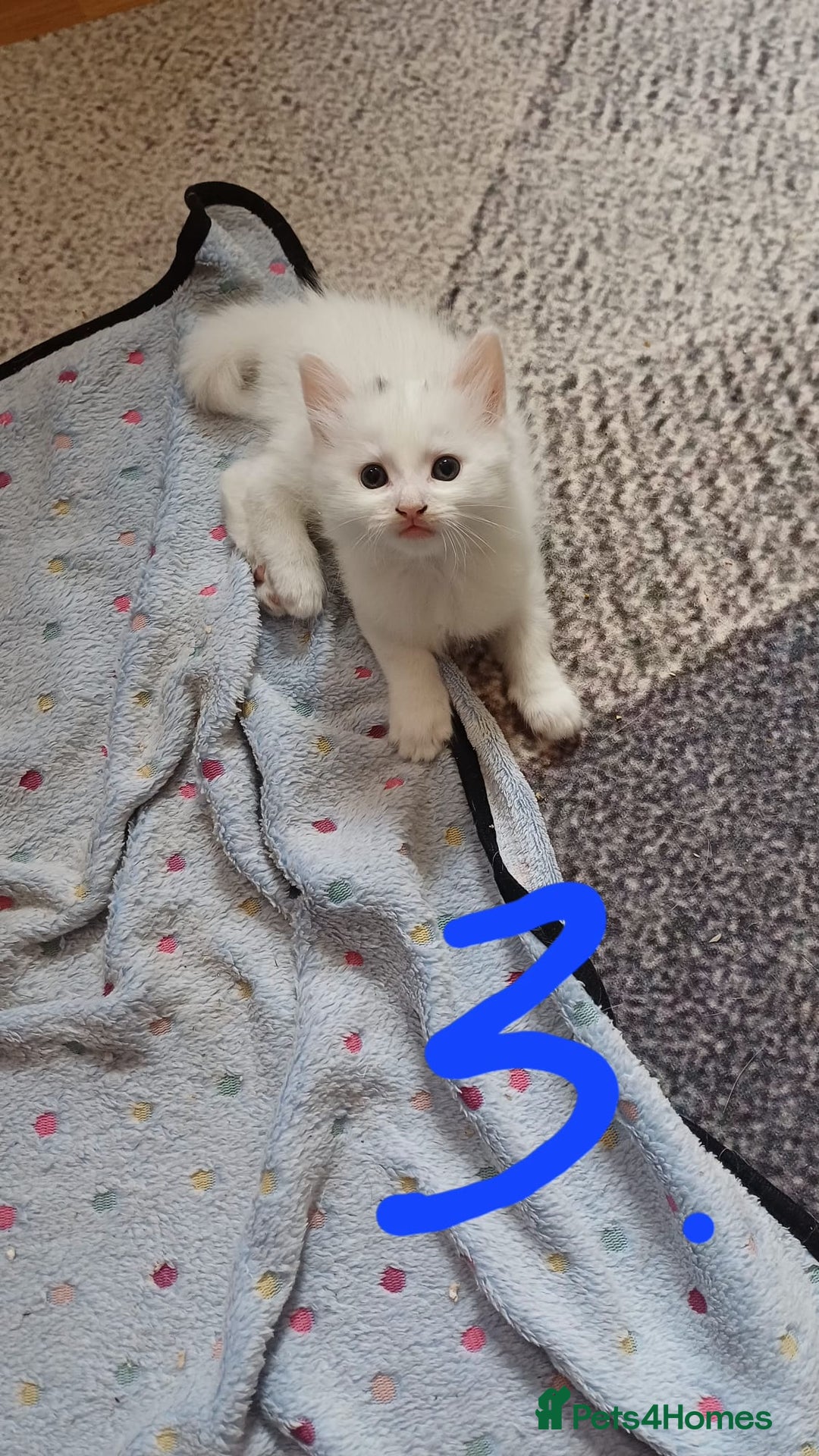 Turkish Angora cats for sale: Kitten 😺  - Image 5