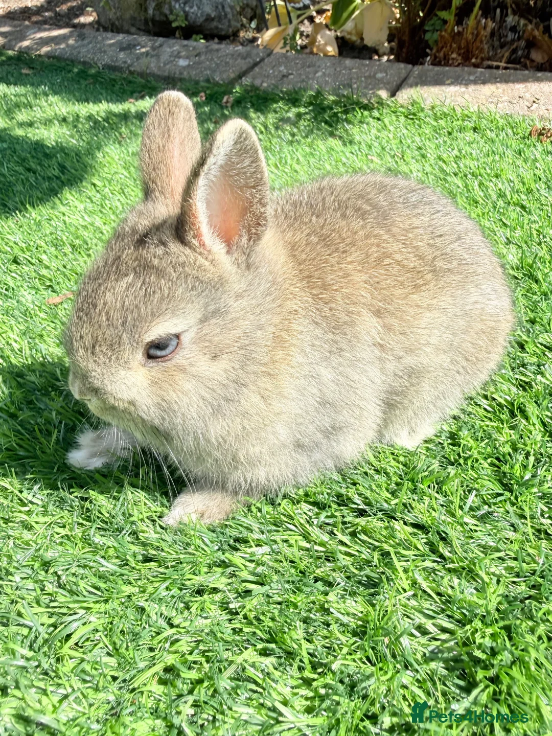Netherland Dwarf rabbits for sale: Pure Netherland Dwarf  - Advert 2