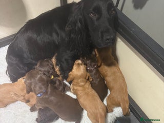 Cocker Spaniel dogs Working Cocker Spaniel Puppies - Advert 11