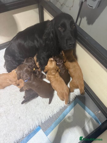 Cocker Spaniel dogs - Advert 5