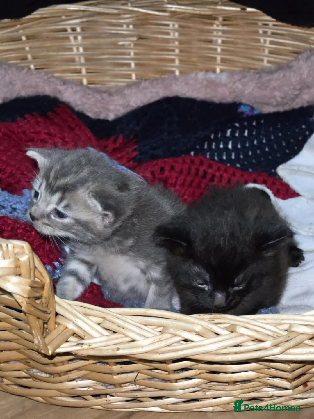 Mixed Breed cats for sale: 2 beautiful kittens for sale - Advert 2