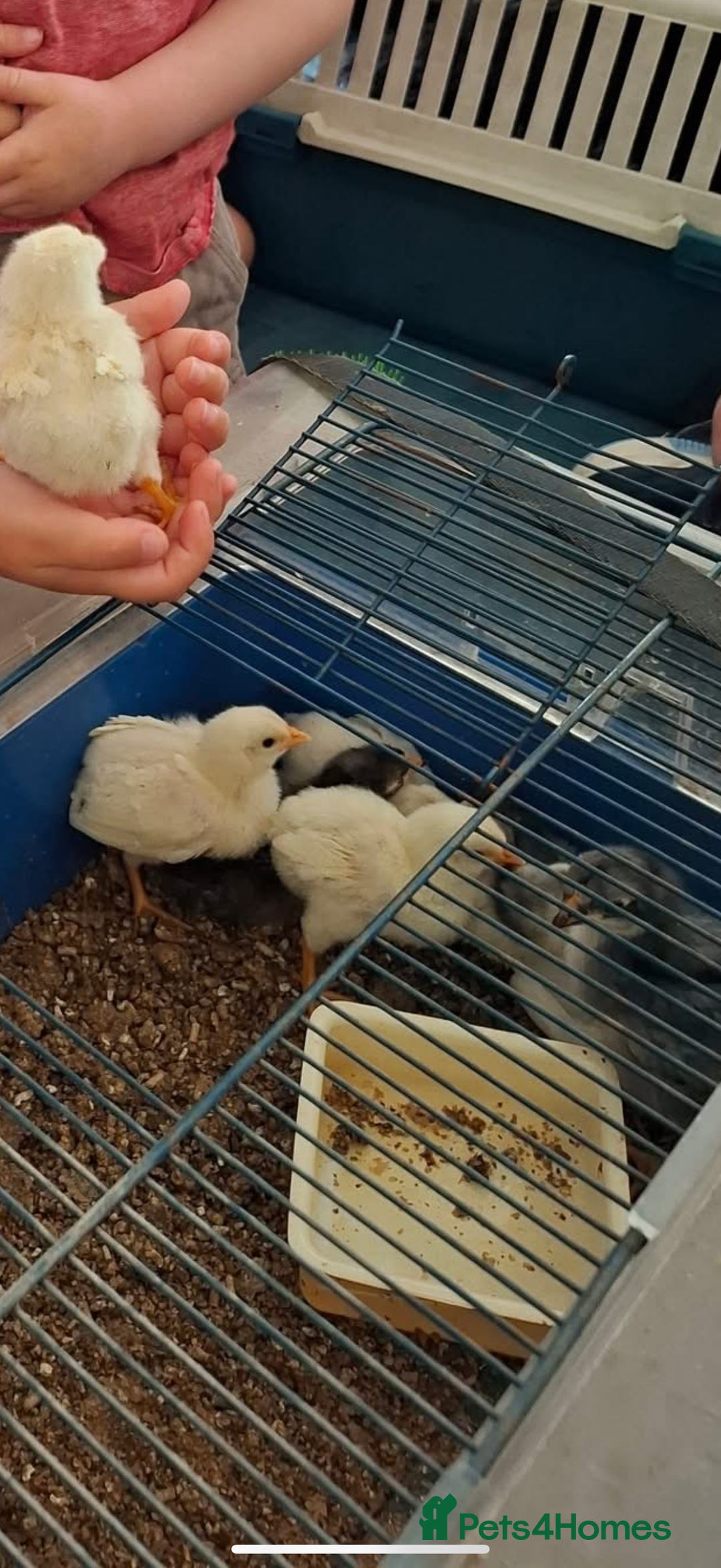 Chickens poultry for sale: Leghorn chicks  - Image 1