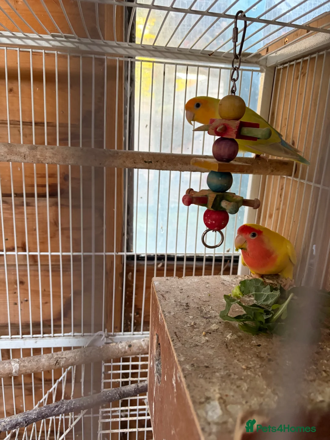 Lovebirds birds for sale: Hand tame love birds  - Advert 6
