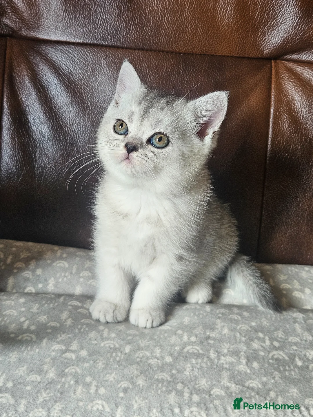 British Shorthair cats for sale: British shothair kittens  - Advert 14