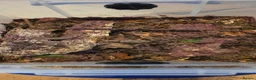 Millipedes invertebrates for sale: Pink Dragon Millipedes For Sale - Advert 3