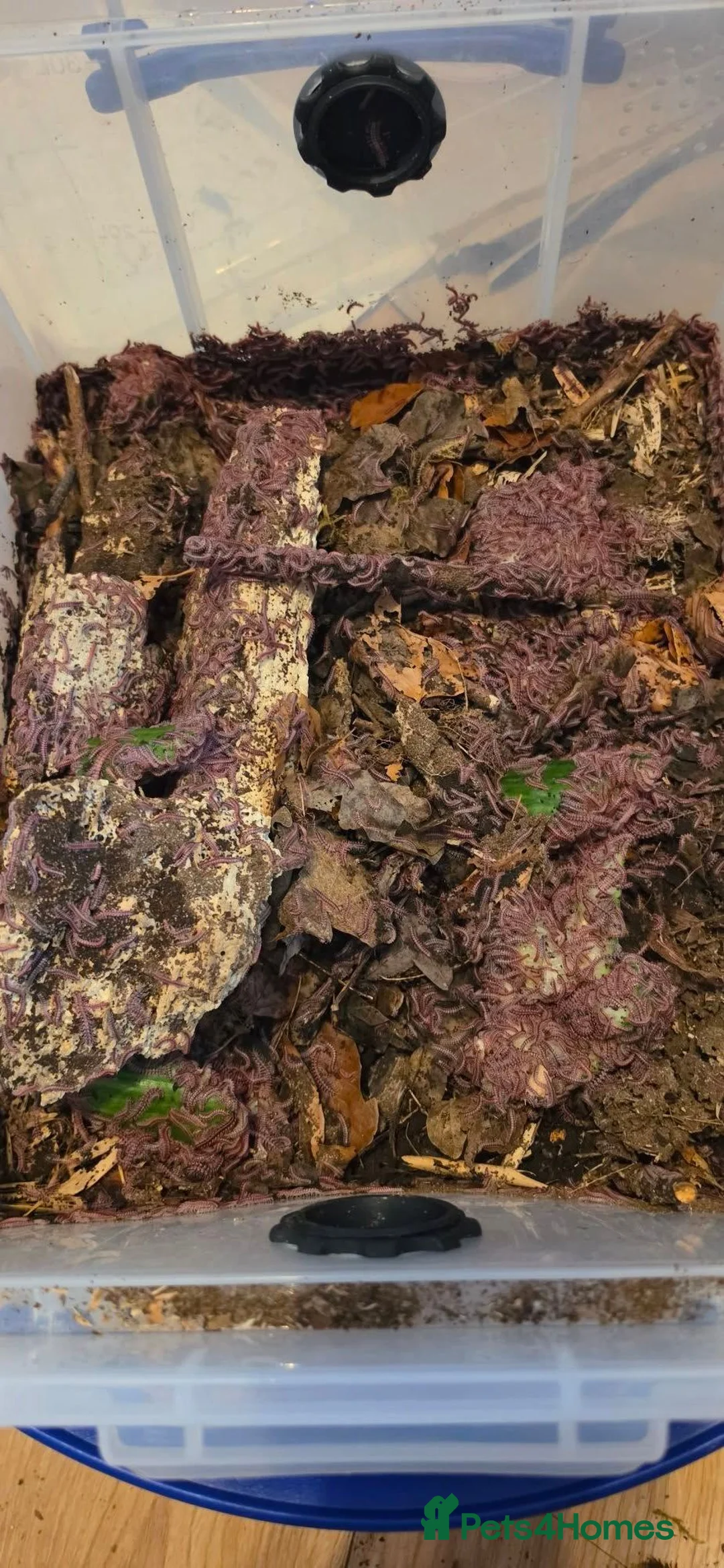 Millipedes invertebrates for sale: Pink Dragon Millipedes For Sale - Advert 3